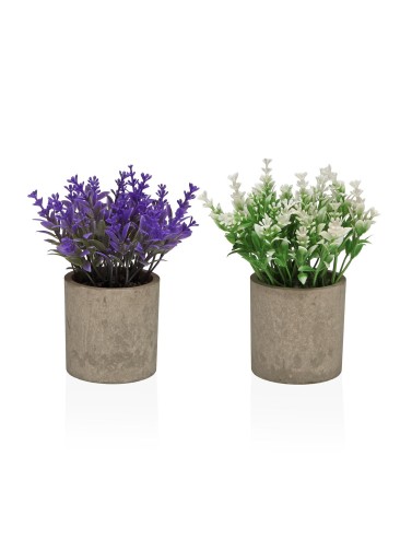 ASSORTIMENT DE 2 POTS INTÉRIEURS MODÈLE MIMOSAS 16 CM