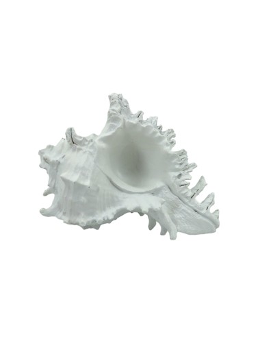 KLEINE MUSCHELMODELLFIGUR